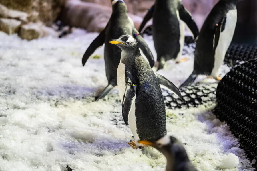Dubai Aquarium & Underwater Zoo + Penguin Cove